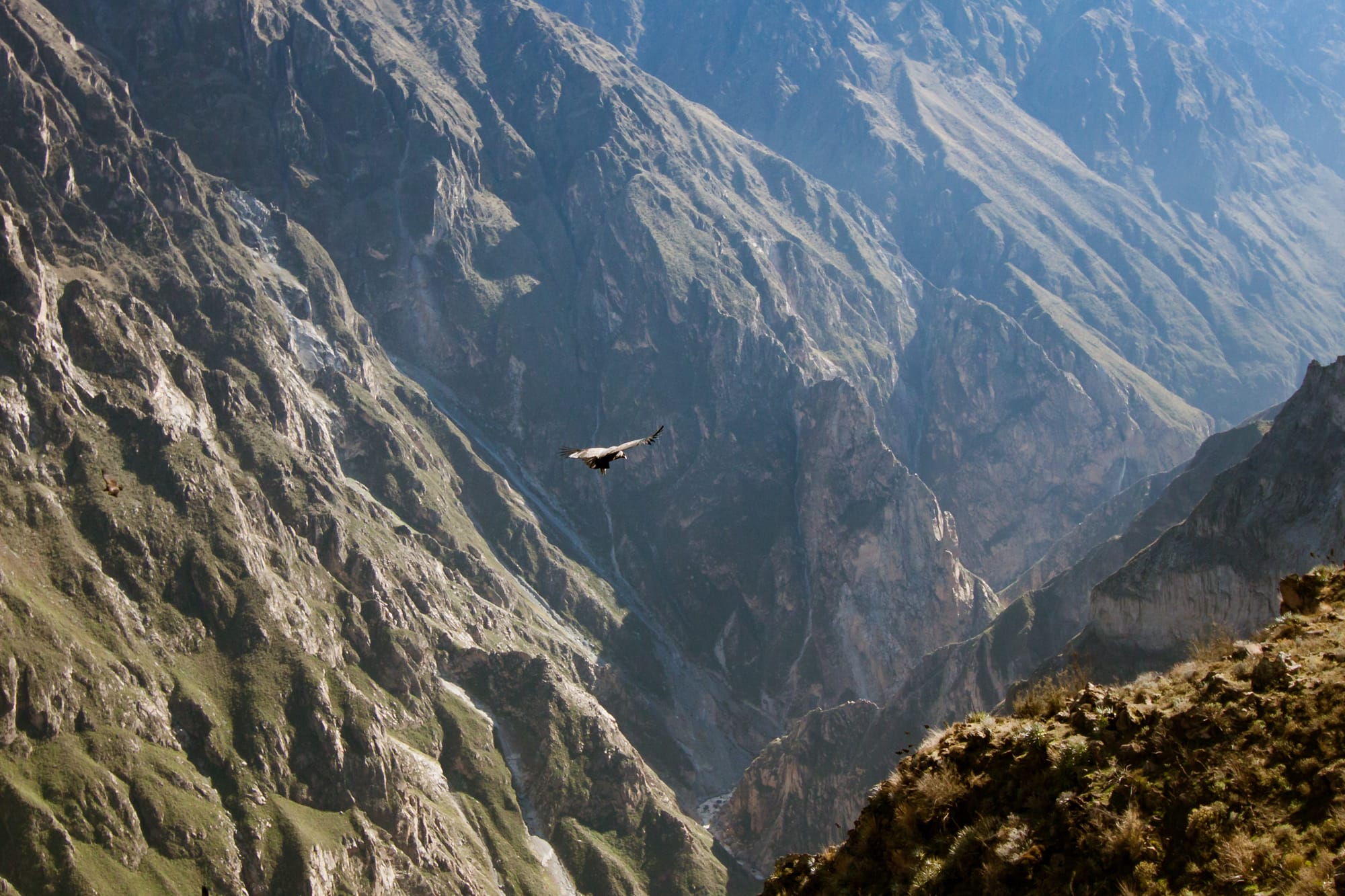 Quite magestic when they're riding the currents