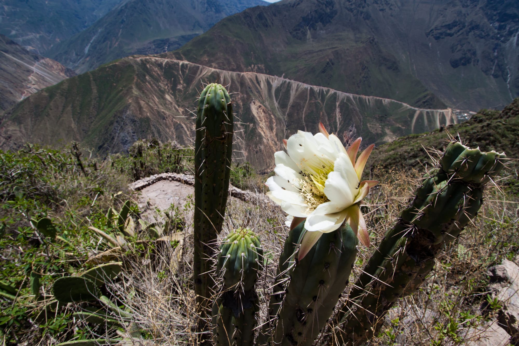 Cactus in bloom