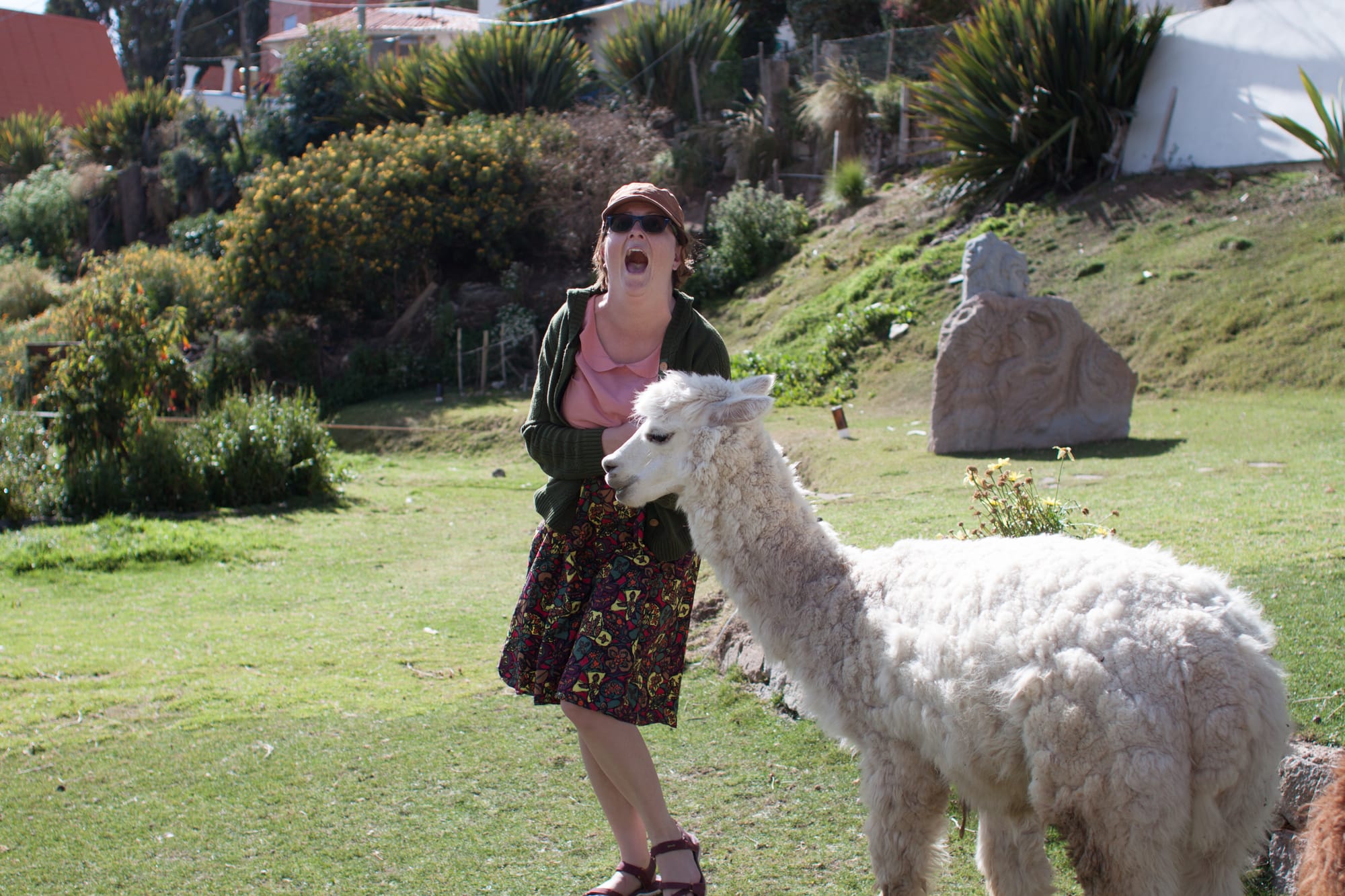 Alpaca gets a bit too friendly with Renée