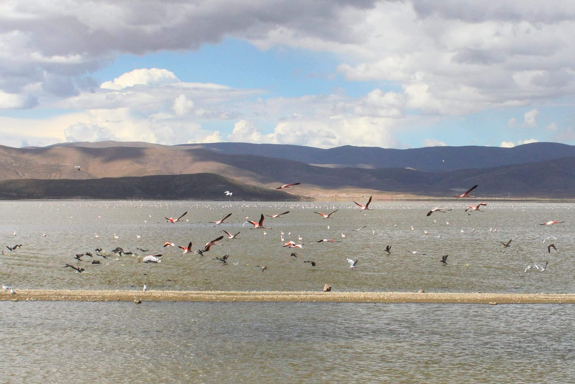 Flamingos take a long time to get airborne