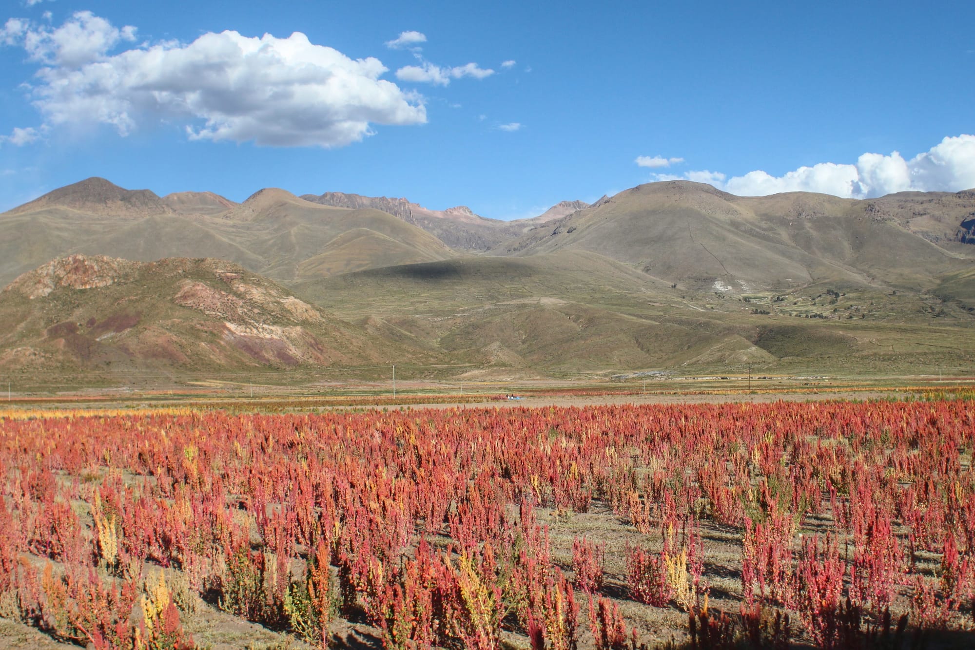 Quinoa struggling in the salty earth