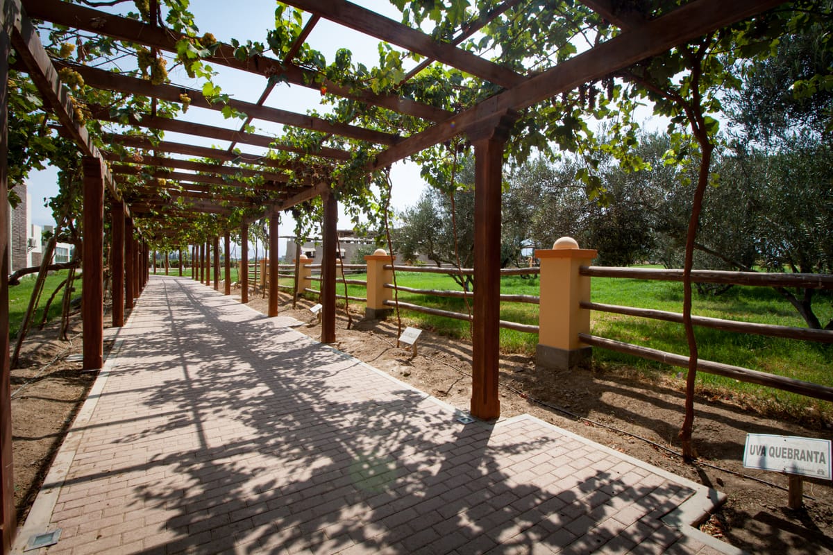 Pisco tasting in Ica