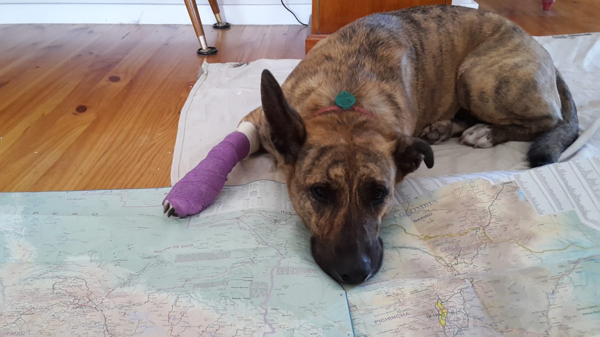 Our dog Ria laying down over a map of South America looking very depressed